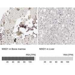 Mad Antibody, Novus Biologicals 25 &mu;L, Unconjugated:Antibodies, Polyclonal